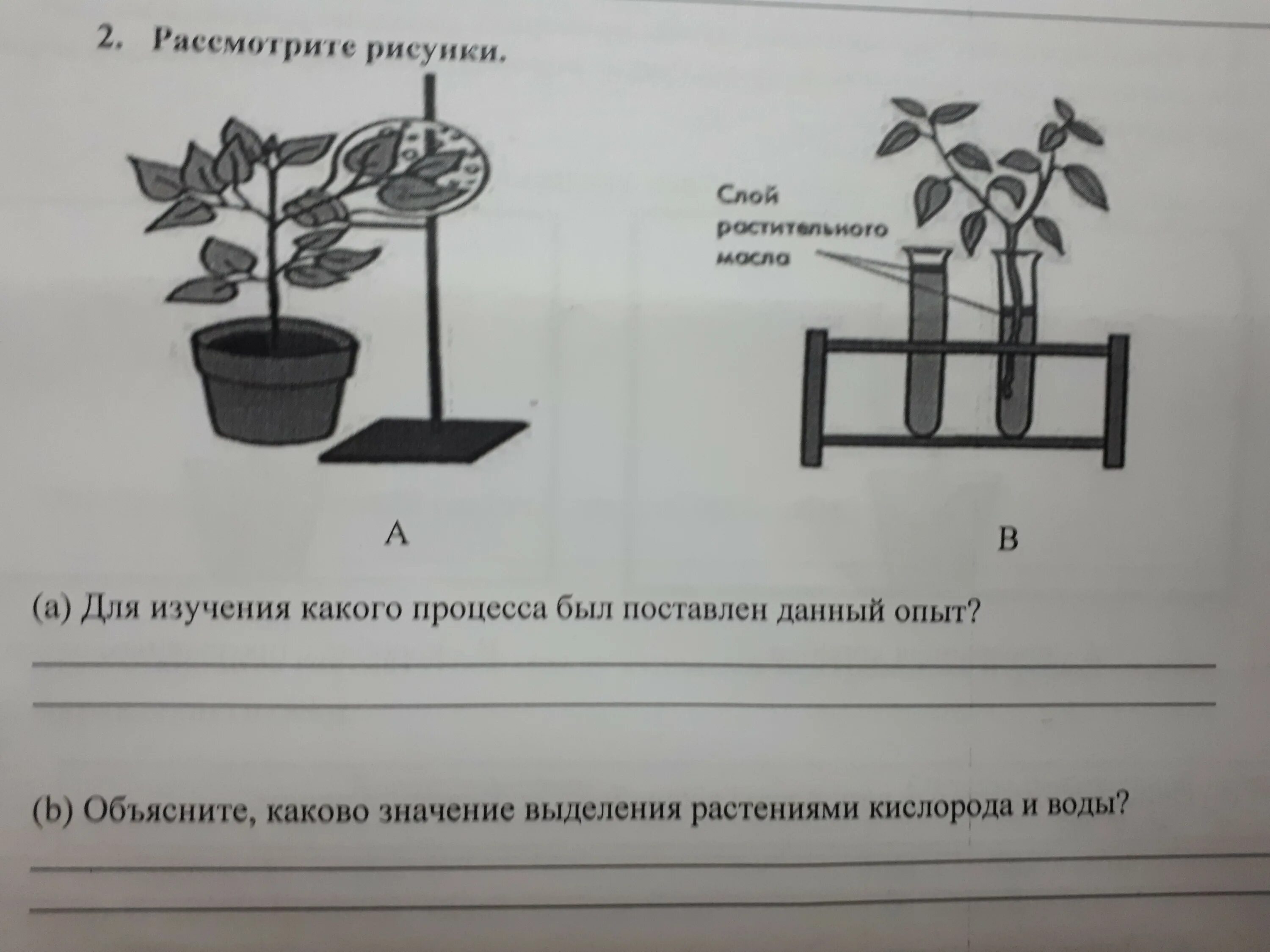 Каково значение деления в жизни растения. Опыт выделение кислорода растениями. Какой процесс иллюстрирует рисунок. Опыты с растениями. Объясните процесс, изображенный на картинке..