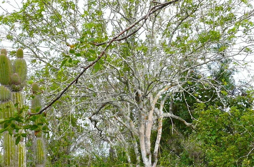 Bursera graveolens дерево. Пало Санто дерево. Слоновое дерево Пахикормус. Пало Санто и гваяковое дерево.