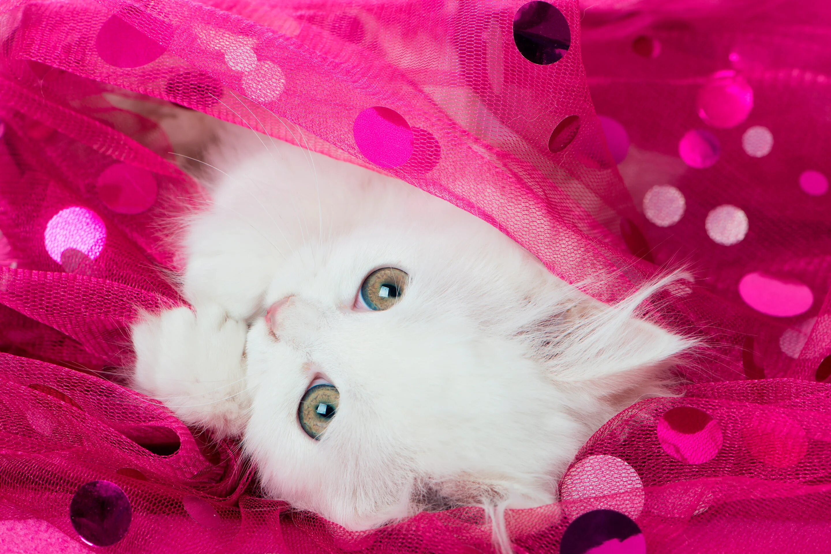 Милые кошки. Красивые котики. Розовый котенок. Милый котенок на розовом фоне. Красивый котенок на телефон