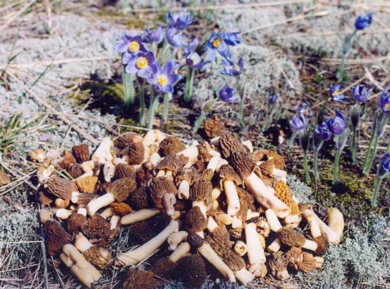 Какие грибы собирают в апреле. Сморчки грибы. Сморчки весенние. Сморчок полевой. Грибы весной сморчки.