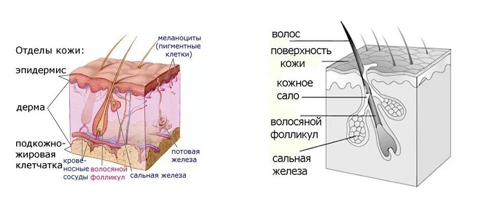 Млечные сальные и потовые железы. Акне кожа схема сальные железы. Фолликулит волосяного фолликула. Строение кожи волосяной фолликул. Строение волосяного фолликула меланоцит.