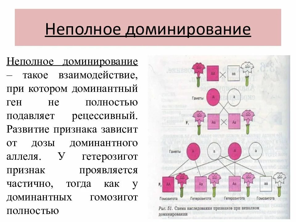 Промежуточное наследование признаков при неполном доминировании. Закономерности наследования признаков метод. Закономерности наследования признаков ген. Неполное доминирование. Расщепление аллельных генов