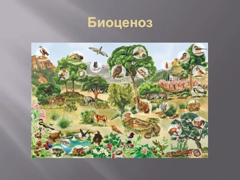 10 Биоценозов. Биоценоз тропического леса. Биоценоз это в экологии. Биоценоз картинки. Биоценоз леса пример