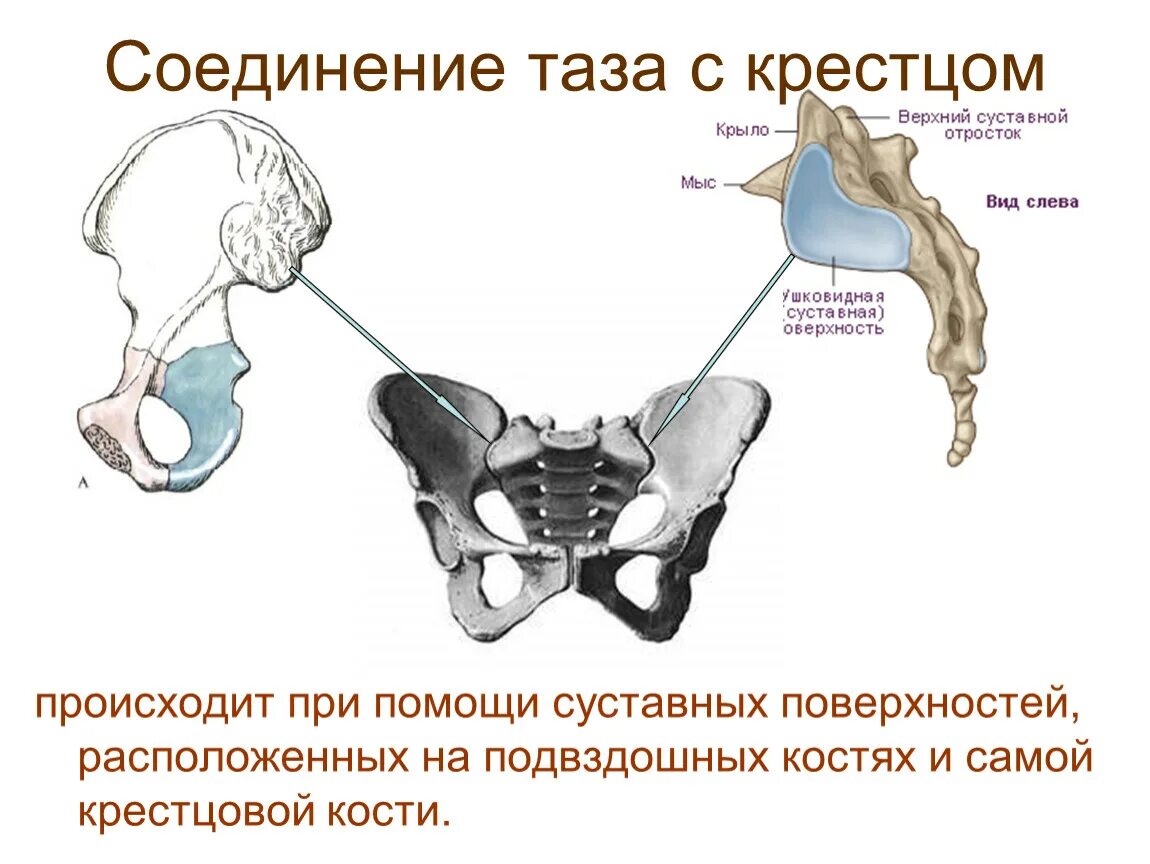 Крестец подвздошная кость. Тазовая кость сочленяется с крестцом. Соединение крестцово-подвздошный сустав анатомия. Крестцово подвздошное соединение тазовых костей. Соединение крестцово подвздошного сустава.