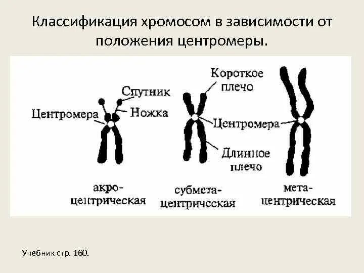 Графическое изображение расположения генов по длине хромосомы