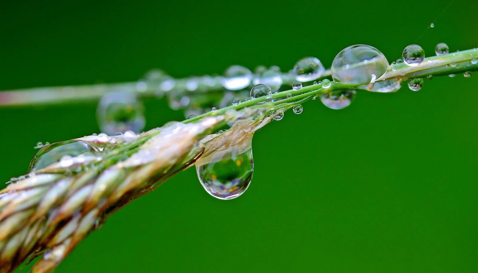 Капли воды. Капли на траве. Роса на колосьях. Капли дождя.