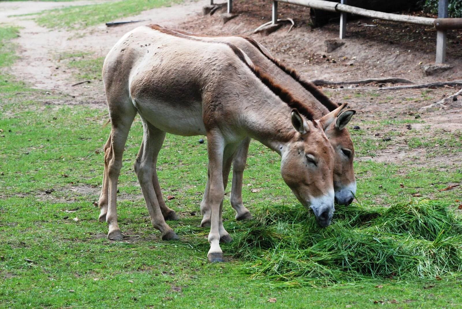 Кулан область. Equus hemionus kulan. Джигетай. Джигетай животное. Онагры.