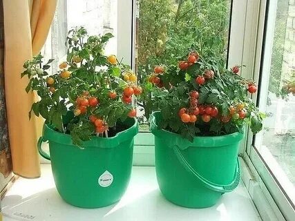 Балконное чудо горшок