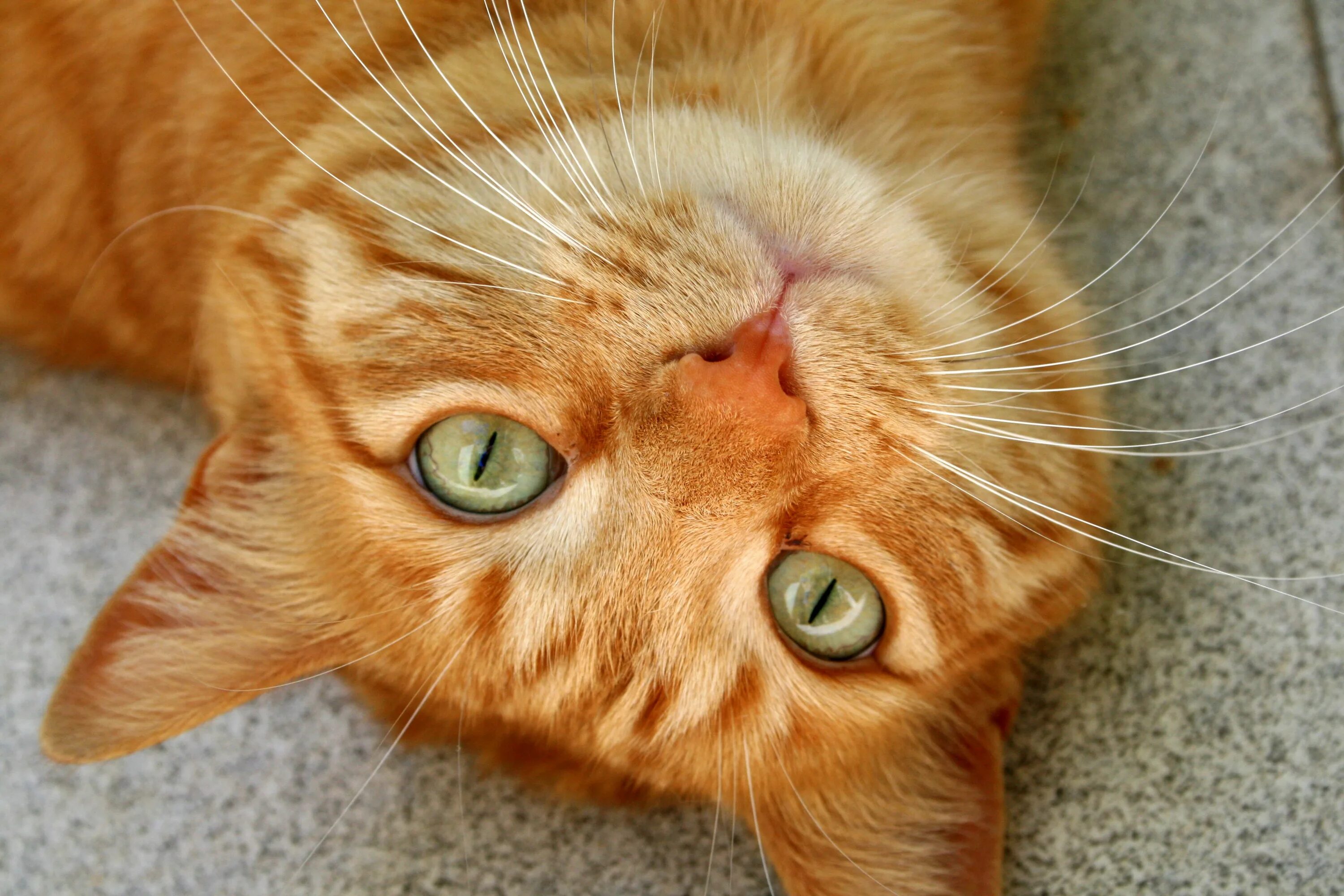Рыжий кот режим работы. Рыжие коты. оранжевый кот. оранжевые коты. апельсиново рыжий кот.