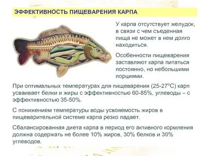 Карп какая температура