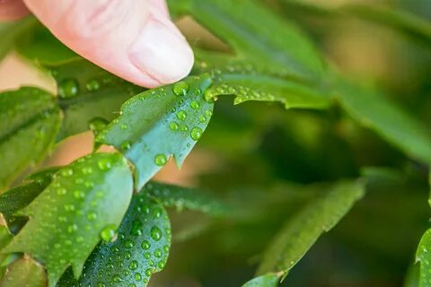 Pick leaves