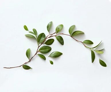 Skin plants