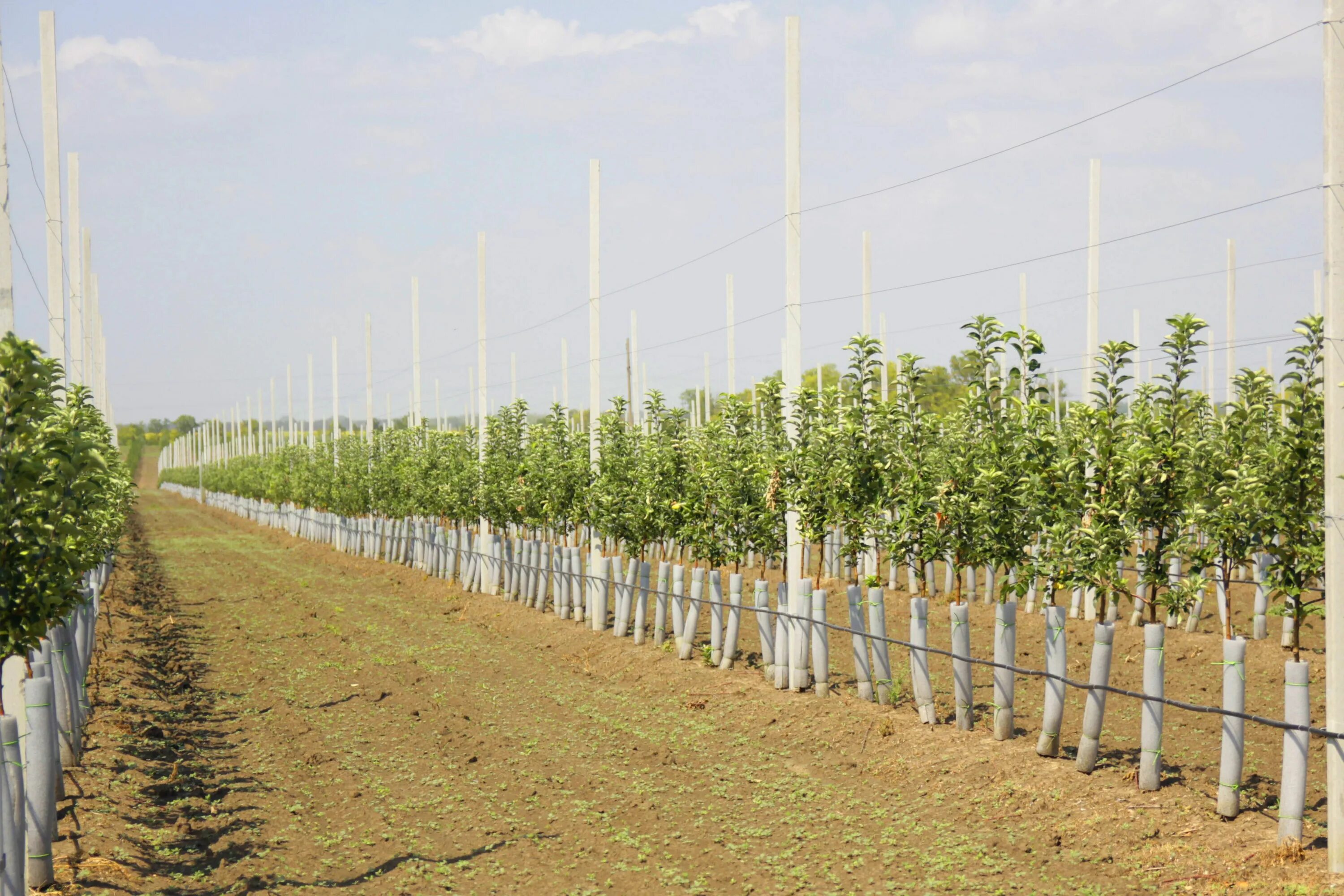 Подвязка колоновидной яблони. Закладка сада яблони. Закладка сада яблони. Суперинтенсивный яблоневый сад. Закладка сада яблони.