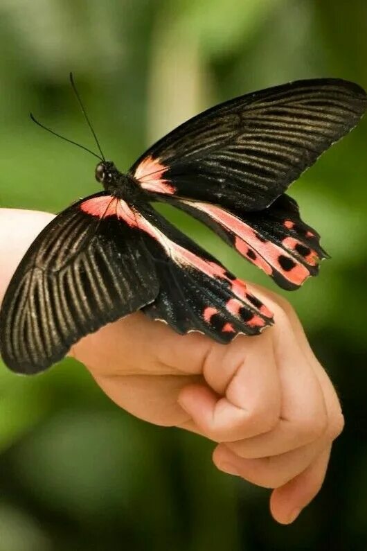 Покажи видео бабочек. Горгеус бабочка. Бабочка парусник Румянцева. Papilio Rumanzovia. Редкие бабочки.