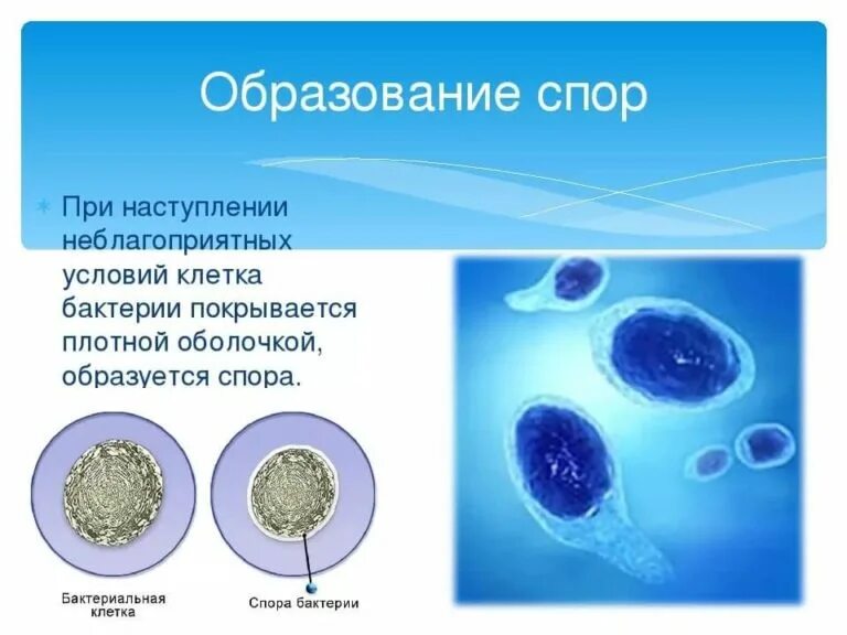 Чем отличается спора гриба от споры бактерии. Клетка бактерии образует споры. Бактерии при неблагоприятных условиях. Спора бактерии.