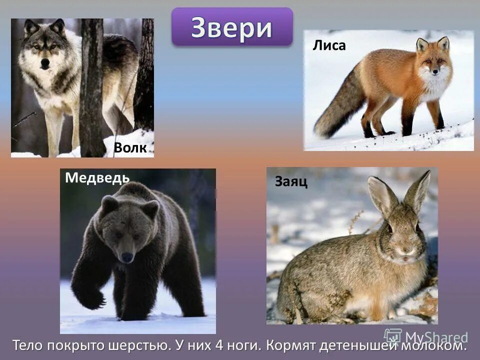 звери это животные тело которых покрыто шерстью. звери животные 2 класс окружающий мир. звери животные 2 класс окружающий мир. звери окружающий мир. многообразие животных.