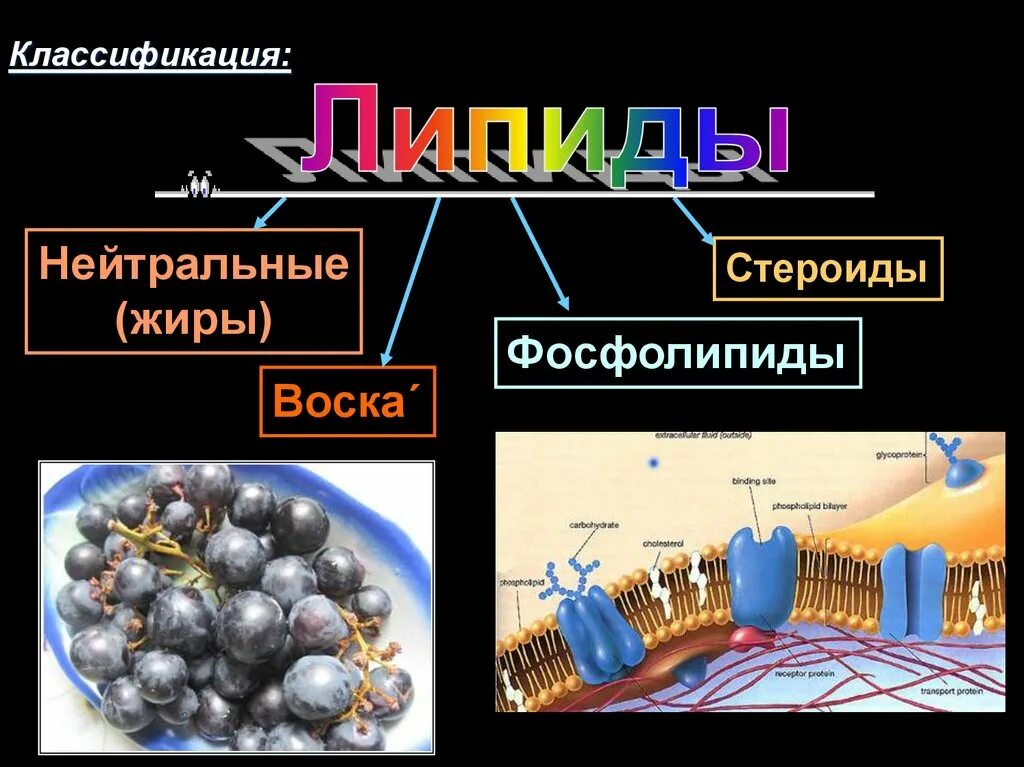 Липиды выполняющие защитную функцию. Нейтральные жиры воск фосфориды. классификация липидов жиры воска фосфолипиды стероиды. липиды нейтральные жиры фосфолипиды. липиды нейтральные жиры воска фосфолипиды.