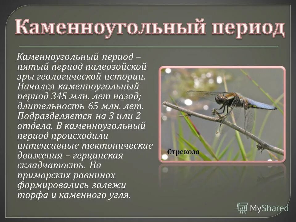 Период каменноугольный событие. Карбон период палеозойской эры климат. Палеозойская эра каменноугольный период период. Карбон каменноугольный период климат. Ароморфозы растений в каменноугольный период.