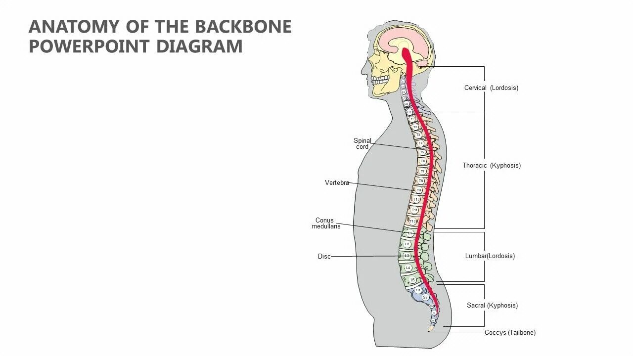 Backbone s. Backbone. backbone anatomy. backbone перевод. backbone picture.