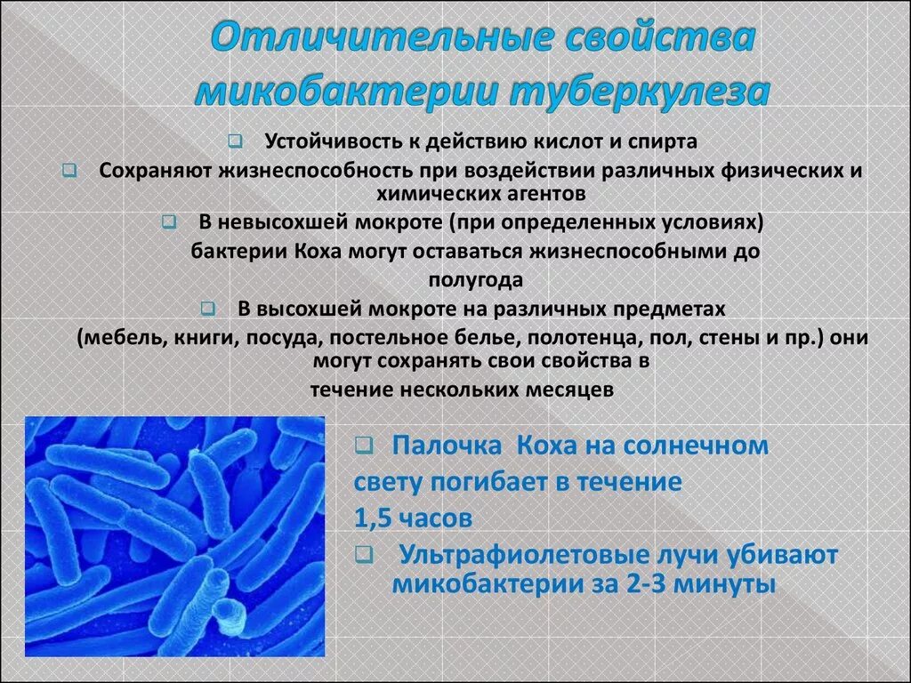 Палочки – микобактерия туберкулеза. Особенности микобактерии туберкулеза. Микобактерия туберкулеза характеристика. Морфологические свойства микобактерий туберкулеза.