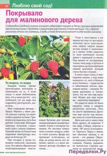 Нужно ли обрезать малиновое дерево