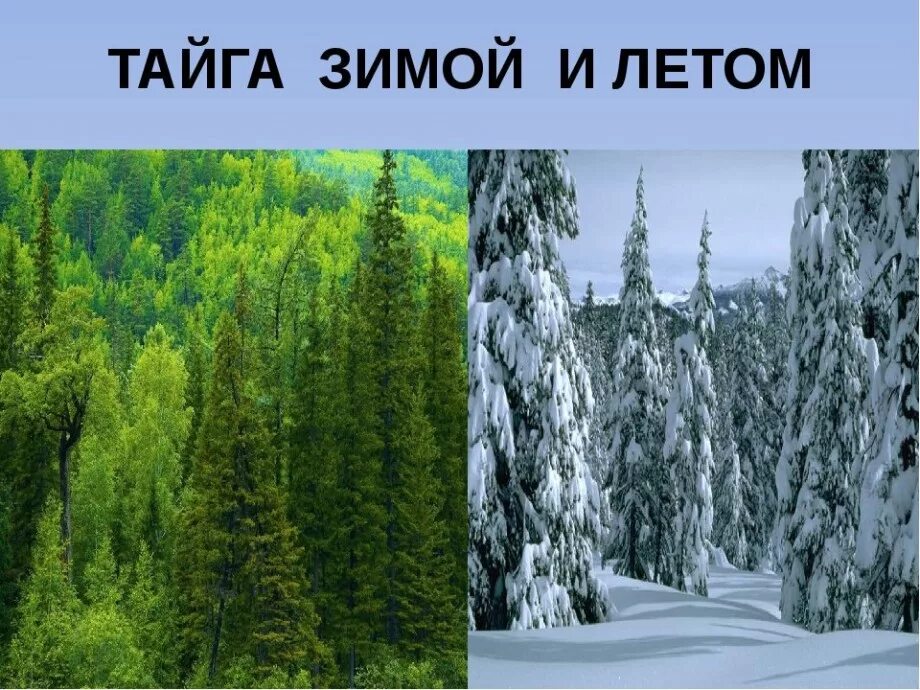 Осадки хвойных лесов. Климат тайги в Евразии. Климат тайги в России. Тайга природная зона климат. Тайга зимой и летом.