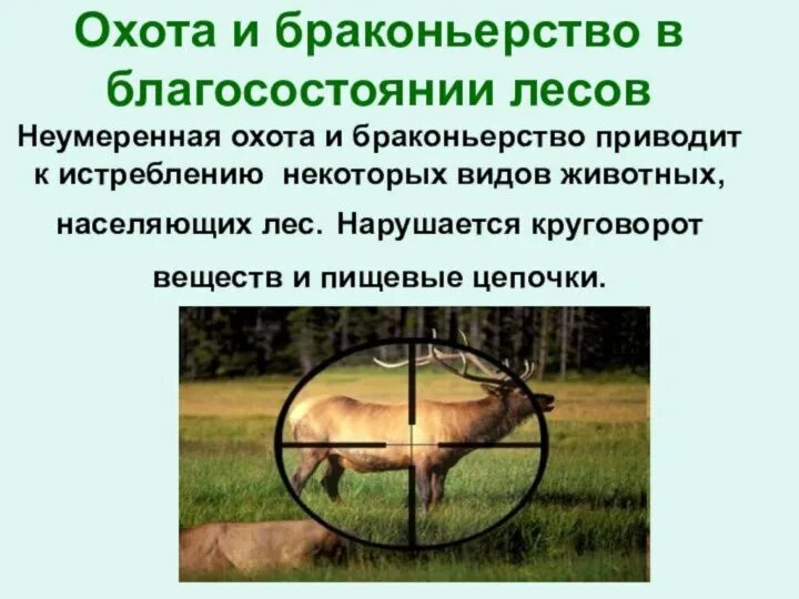 Решение браконьерства. Браконьерство экологическая проблема. презентация на тему браконьерство. браконьерство экологическая проблема решение.