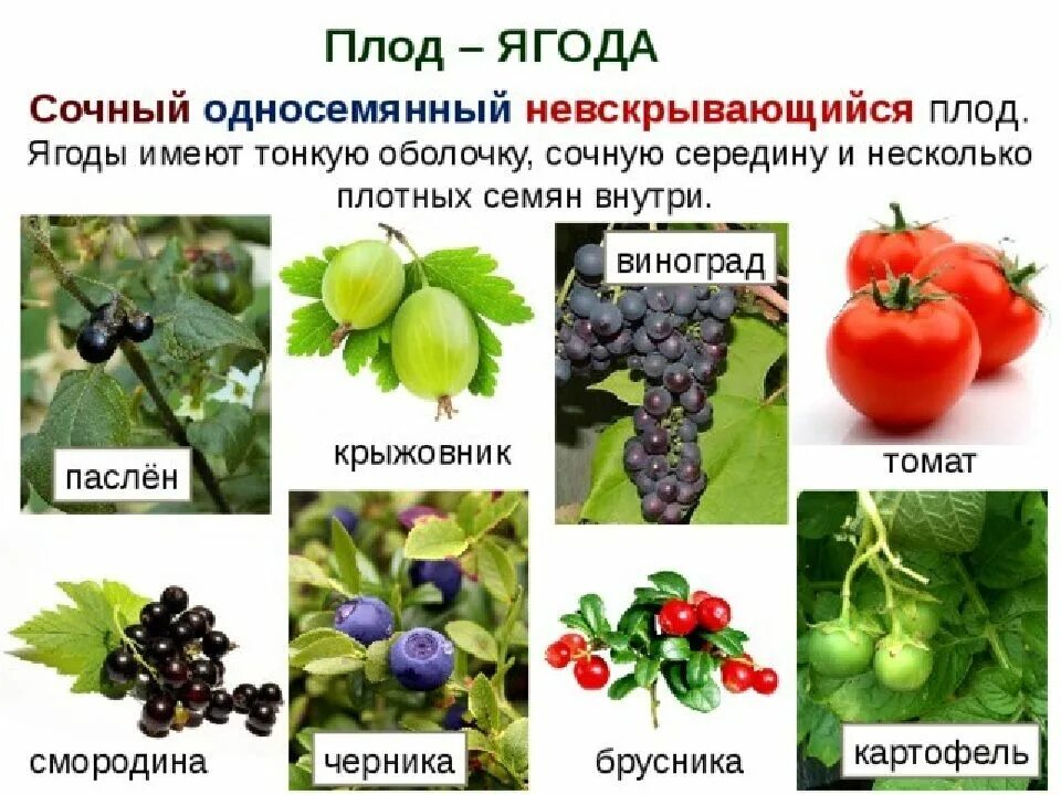 Плод какого растения является ягодой. Плод ягода. плод ягода примеры растений. растения образующие плод ягоду. плод ягода характерен для.