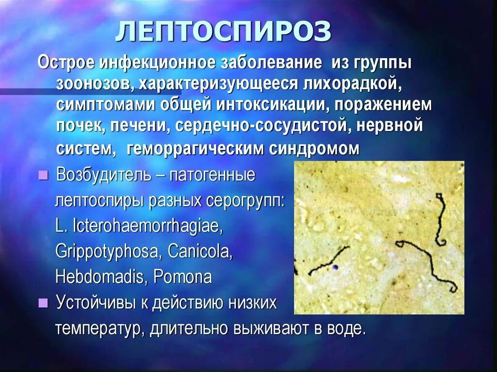Инфекционные болезни резервуаром возбудителя которых является животные. Лептоспироз переносчики инфекции. характерный симптом лептоспироза. лептоспироз возбудитель болезни.