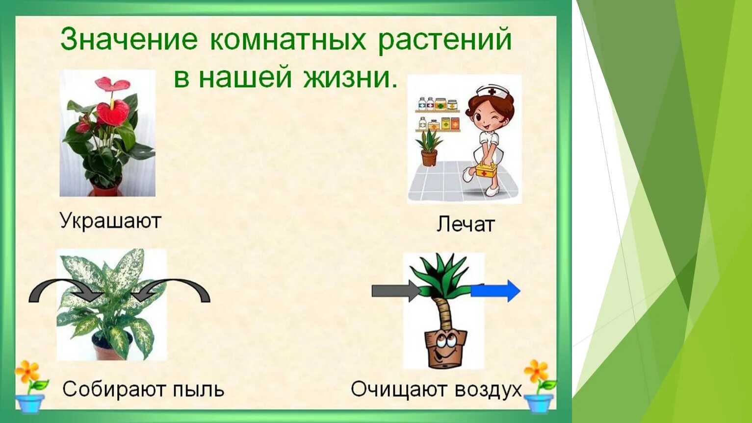Комнатные растения для детей дошкольного возраста. Уход за комнатнамирастениями. Конспект занятия во второй младшей группе по теме комнатные растения. Комнатные цветы в доу. Комнатные растения в нашей жизни.