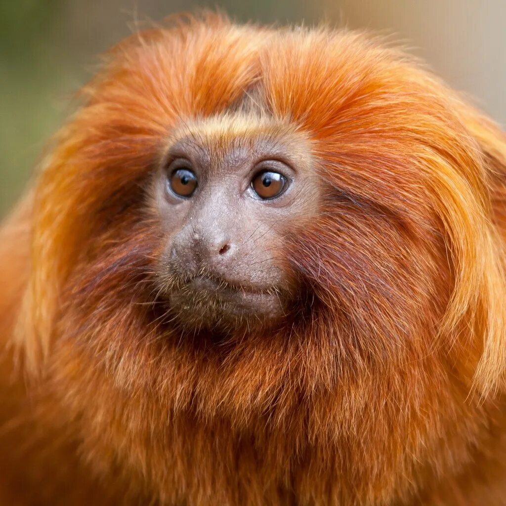 Год обезьяны животных. Золотистый львиный Тамарин. Обезьяна. Рыжая обезьяна. Оранжевая обезьяна.