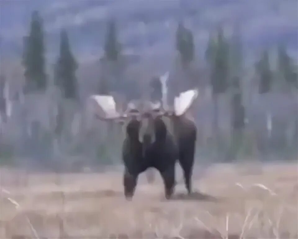 Покажи лосей видео. Дикий лось ютуб. Брачный период у лосей. Мускулистый лось. Самые большие лоси в мире.