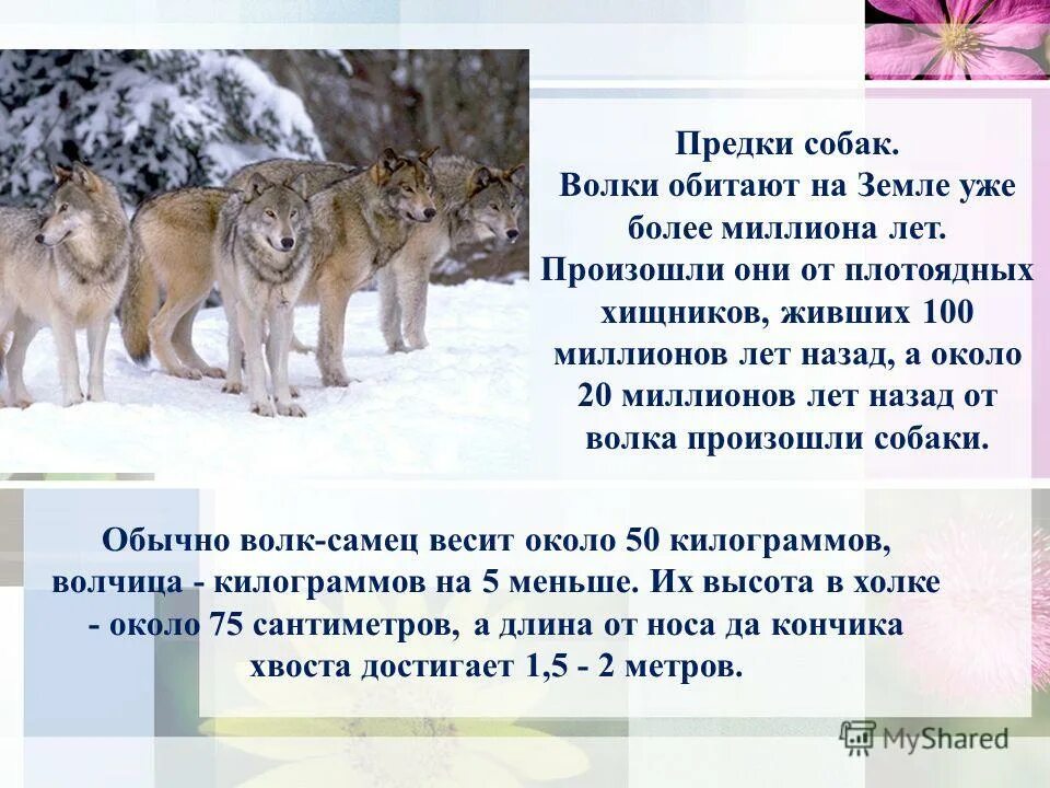 Согласно последних данных предками собак были. Согласно последних данных предками собак были