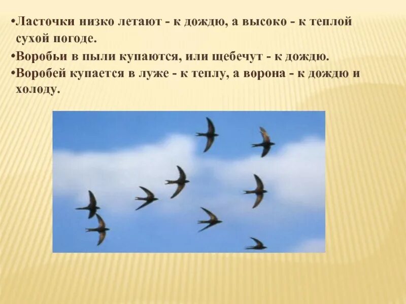 Ласточки летают низко над землей. Ласточки низко летают. Птицы низко летают. Ласточки к дождю. Ласточки низко летают к дождю.