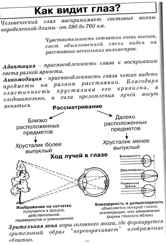 Как далеко видит глаз. Зрительный анализатор опорная схема. как видит глаз. глаз человека егэ биология. зрительный анализатор строение и функции глаза.