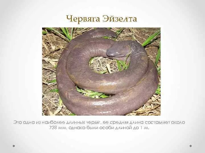 К отряду безногие относятся