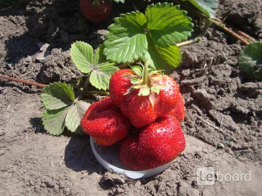 Земляника садовая чамора турусси. Рассада клубники окс. Саженцы клубники брянск. Клубника вима ксима. Земляника садовая вивальди.