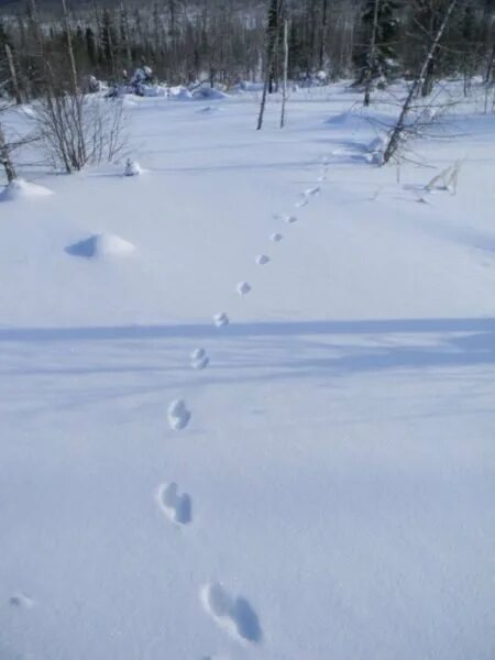 как выглядят следы куницы на снегу. как выглядят следы куницы на снегу. лесная куница следы на снегу. лесная куница следы на снегу. лесная куница следы на снегу.