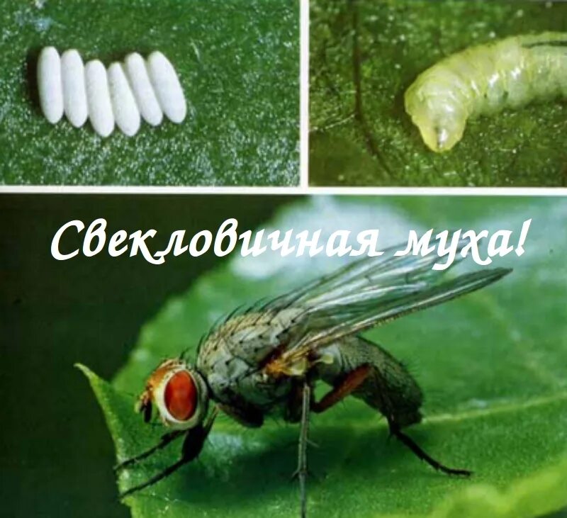Минирующая муха на листьях как бороться. Свекловичная минирующая муха. свекловичная муха личинка. минирующая муха на свекле. стеблевая минирующая муха.