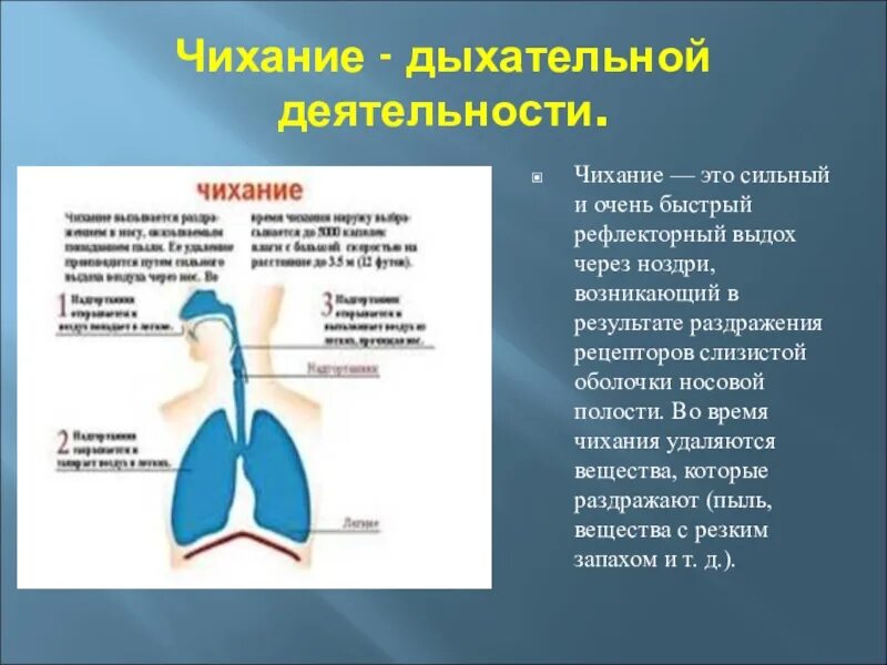 Защитные рефлексы дыхания. Защитные рефлексы дыхательной системы кашель. Чихание. Процесс чихания. Рефлекторный выдох.