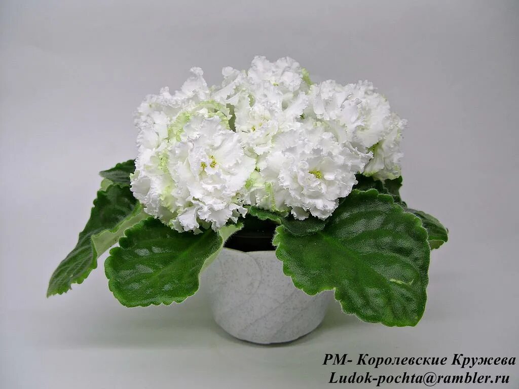 Фиалка королевские кружева. Фиалка кружева. Фиалка рм королевское кружево. Фиалка королевское кружево. Фиалка кружева.