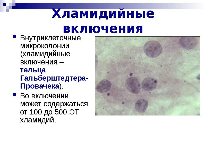 Хламидии морфология. Тельца хламидий.