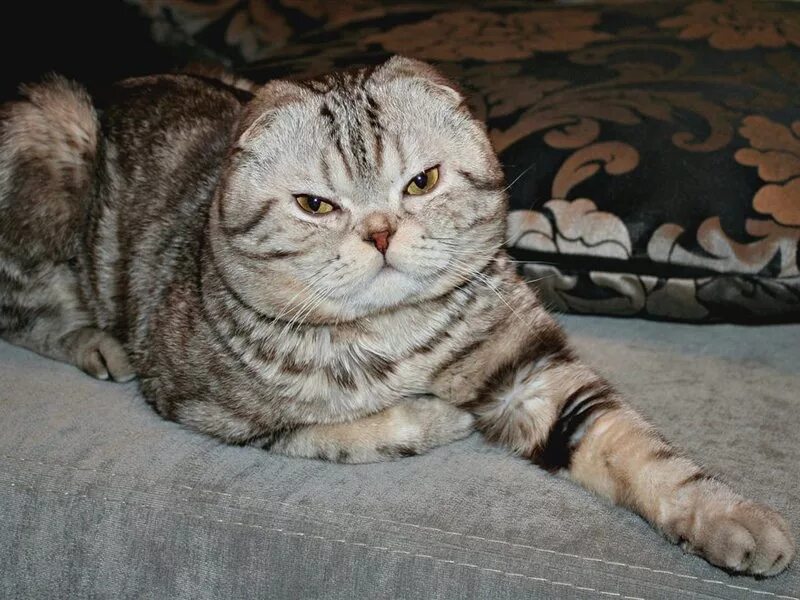 кот шотландец скоттиш страйт. коты для вязки шотландские вислоухие. вязка шотландский кот вислоухий. шотландская вислоухая кошка серебристая шиншилла. шотландский кот для вязки.