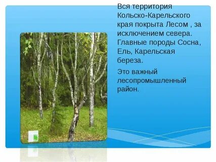 Береза карельская тип питания