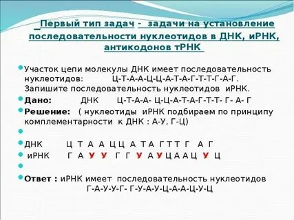 Сколько молекул ирнк кодирует 20 аминокислот