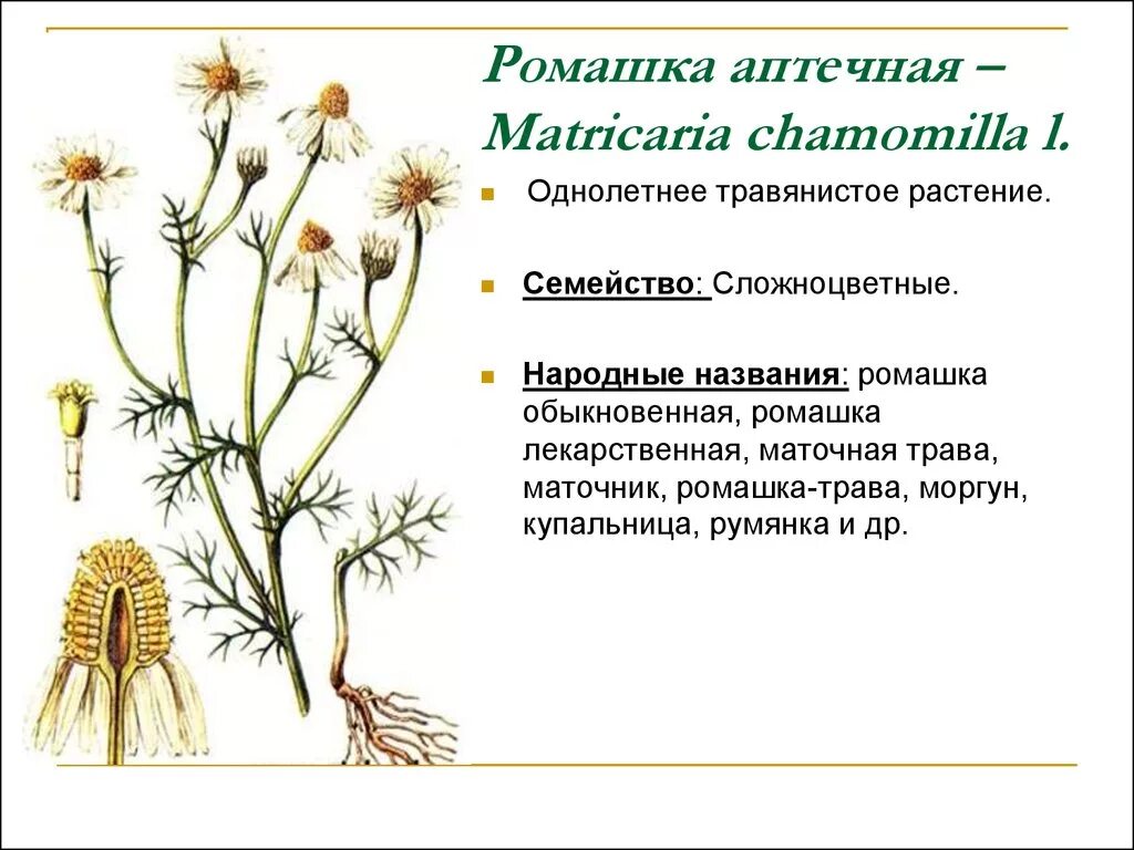 Ромашка аптечная (Matricaria Chamomilla). Соцветие ромашки аптечной. Семейство Сложноцветные Ромашка лекарственная. Подцарство ромашки аптечной. Ромашка лекарственная тип питания