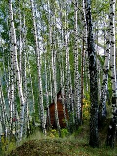 Страна берез