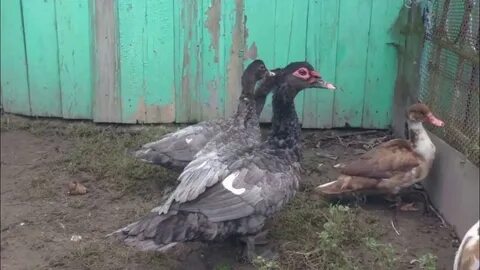 Индоутки гримо