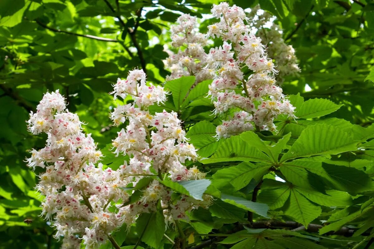 Весной в нашем дворе цветут каштаны. Конский каштан мелкоцветковый. Aesculus parviflora каштан конский мелкоцветковый. Каштан конский изменчивый «Pendulifolia».