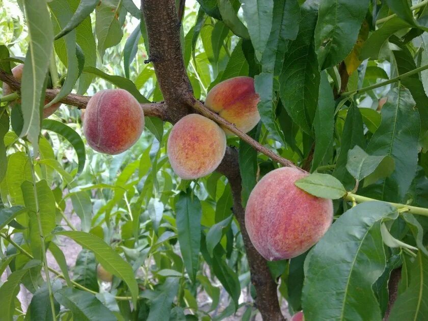 Персик редхейвен описание сорта. Сорт персика редхейвен. дерево персика редхейвен. персик плакучий редхейвен. дерево ред хевен персик редхейвен.
